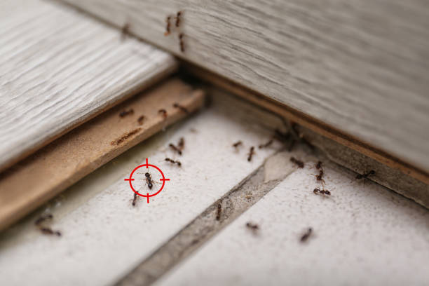 Best Pest Prevention Services  in Michigan City, IN